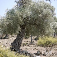 Photo de Turquie - La région de Didim